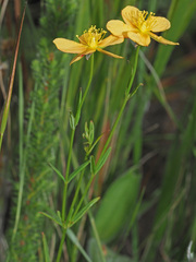 Hypericum lalandii