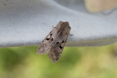 Orthosia gothica