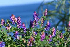 Vicia amurensis