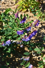 Vicia amurensis
