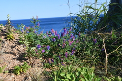 Vicia amurensis