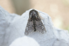 Biston strataria