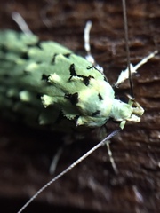 Izatha peroneanella