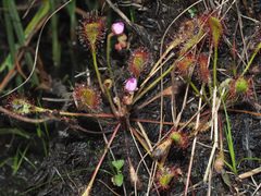 Drosera collinsiae