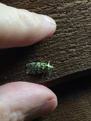 Izatha peroneanella