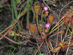 Drosera collinsiae