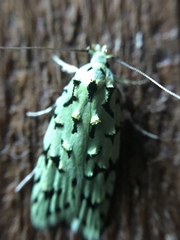 Izatha peroneanella