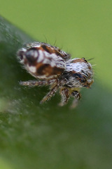 Hyllus