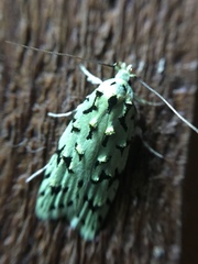 Izatha peroneanella