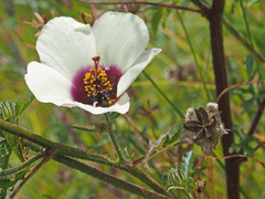 Hibiscus trionum