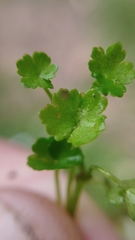 Hydrocotyle heteromeria