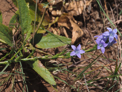 Wahlenbergia