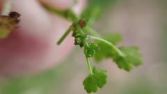 Hydrocotyle heteromeria