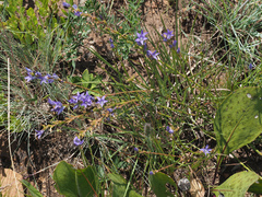 Wahlenbergia