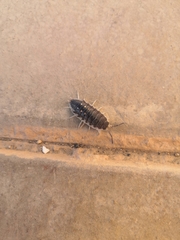 Porcellio ornatus