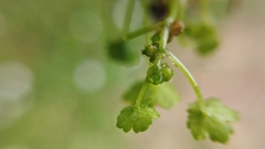 Hydrocotyle heteromeria