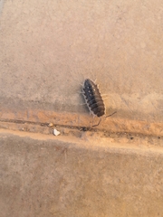 Porcellio ornatus