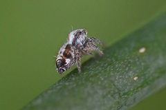 Hyllus