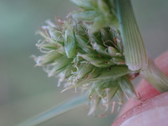 Cyperus uitenhagensis