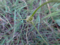 Cyperus uitenhagensis