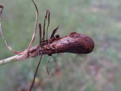 Cyperus uitenhagensis
