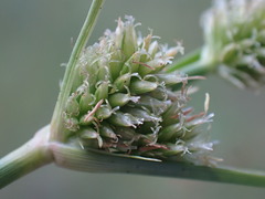 Cyperus uitenhagensis