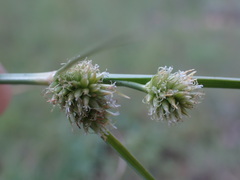 Cyperus uitenhagensis