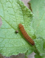 Neumichtis nigerrima