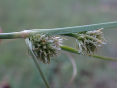 Cyperus uitenhagensis