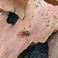 Cryptachaea veruculata