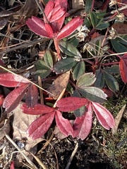 Sibbaldiopsis tridentata