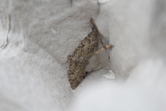 Eupithecia dodoneata