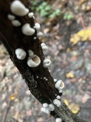 Crepidotus variabilis