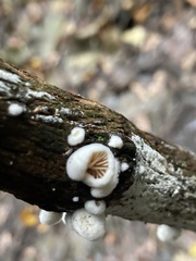 Crepidotus variabilis