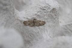 Eupithecia abbreviata