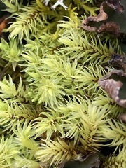 Aulacomnium palustre