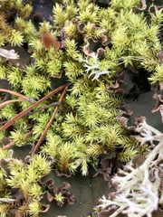 Aulacomnium palustre