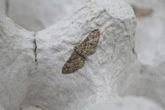 Eupithecia dodoneata