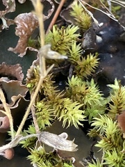 Aulacomnium palustre