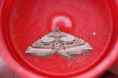Costaconvexa polygrammata