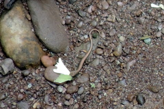 Sphenomorphus maculatus