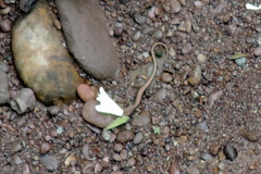 Sphenomorphus maculatus