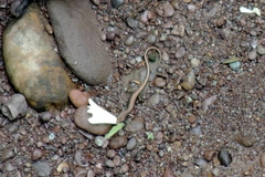 Sphenomorphus maculatus