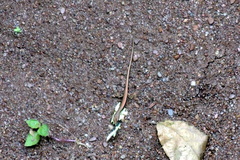 Sphenomorphus maculatus