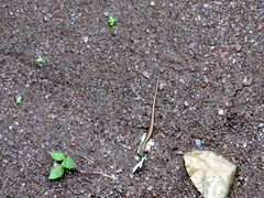 Sphenomorphus maculatus