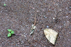 Sphenomorphus maculatus