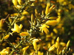 Ulex argenteus subsericeus