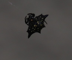 Gasteracantha fornicata