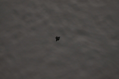 Gasteracantha fornicata