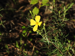 Cistus calycinus